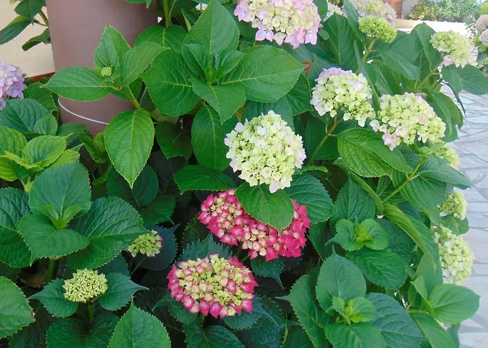 Vivenda Barroso * ナザレ