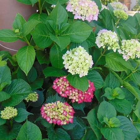 Vivenda Barroso * Назаре